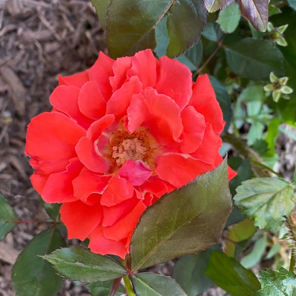 Meet your Posher, Dana - Picture 3 of 3